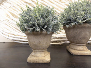 Potted Cypress - 2 Sizes