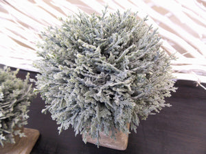Potted Cypress - 2 Sizes