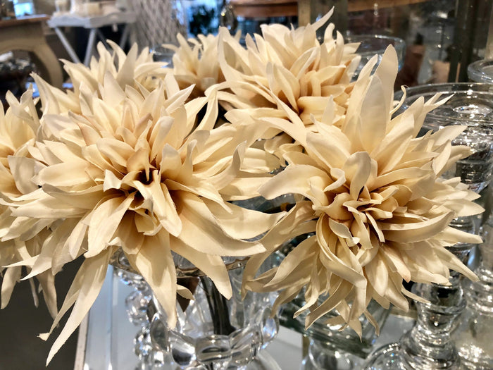Dahlia Cafe au Lait