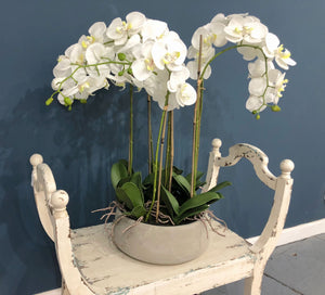 Shima Orchid