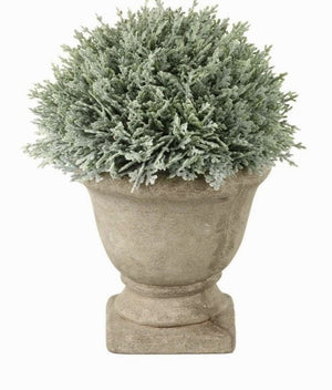 Potted Cypress - 2 Sizes