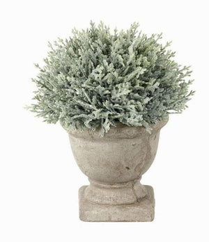 Potted Cypress - 2 Sizes