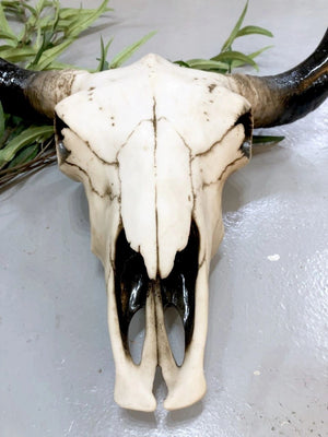 Large Bison Skull