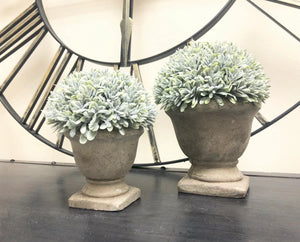 Potted Boxwood - 2 Sizes