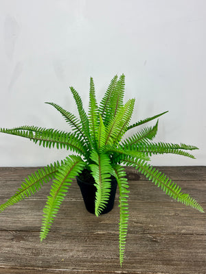 Liquorice Fern