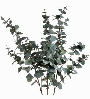 Tall Eucalyptus Stem