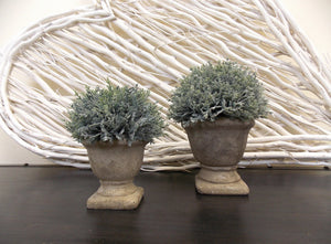 Potted Cypress - 2 Sizes