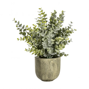 Silver Dollar Eucalyptus Plant