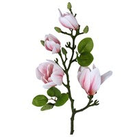 Pink Magnolia Stem
