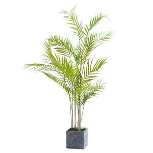 Potted Paradise Palm
