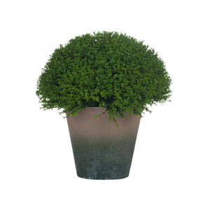 Terracotta Potted Hebe