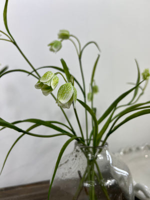 White Fritillaria Stem