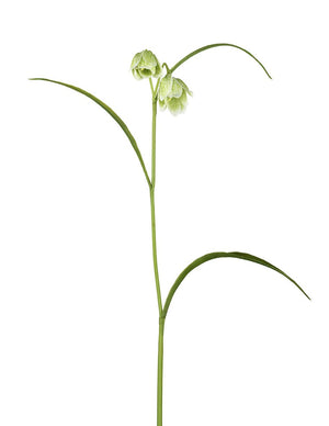 White Fritillaria Stem