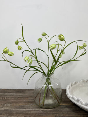 White Fritillaria Stem