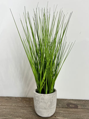 Pavilion Grass In Cement Pot
