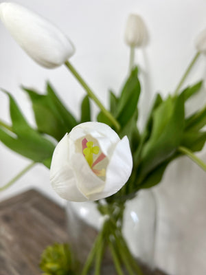 White Tulip Stem